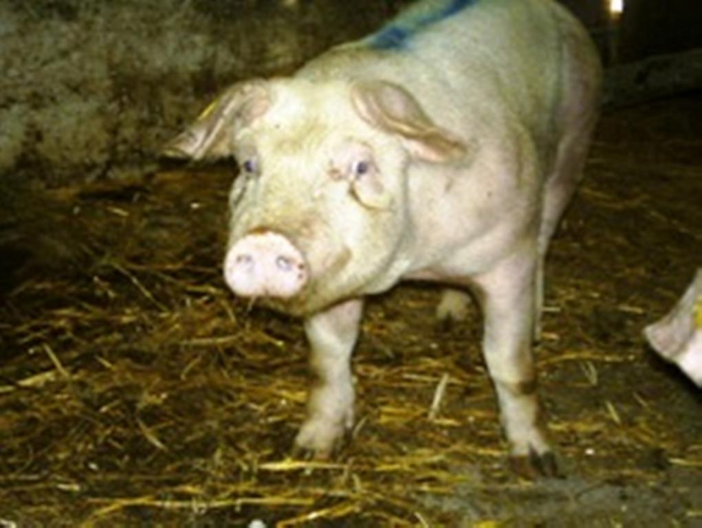 Agriturismo Lu Formaggio Hotel Castelli ภายนอก รูปภาพ